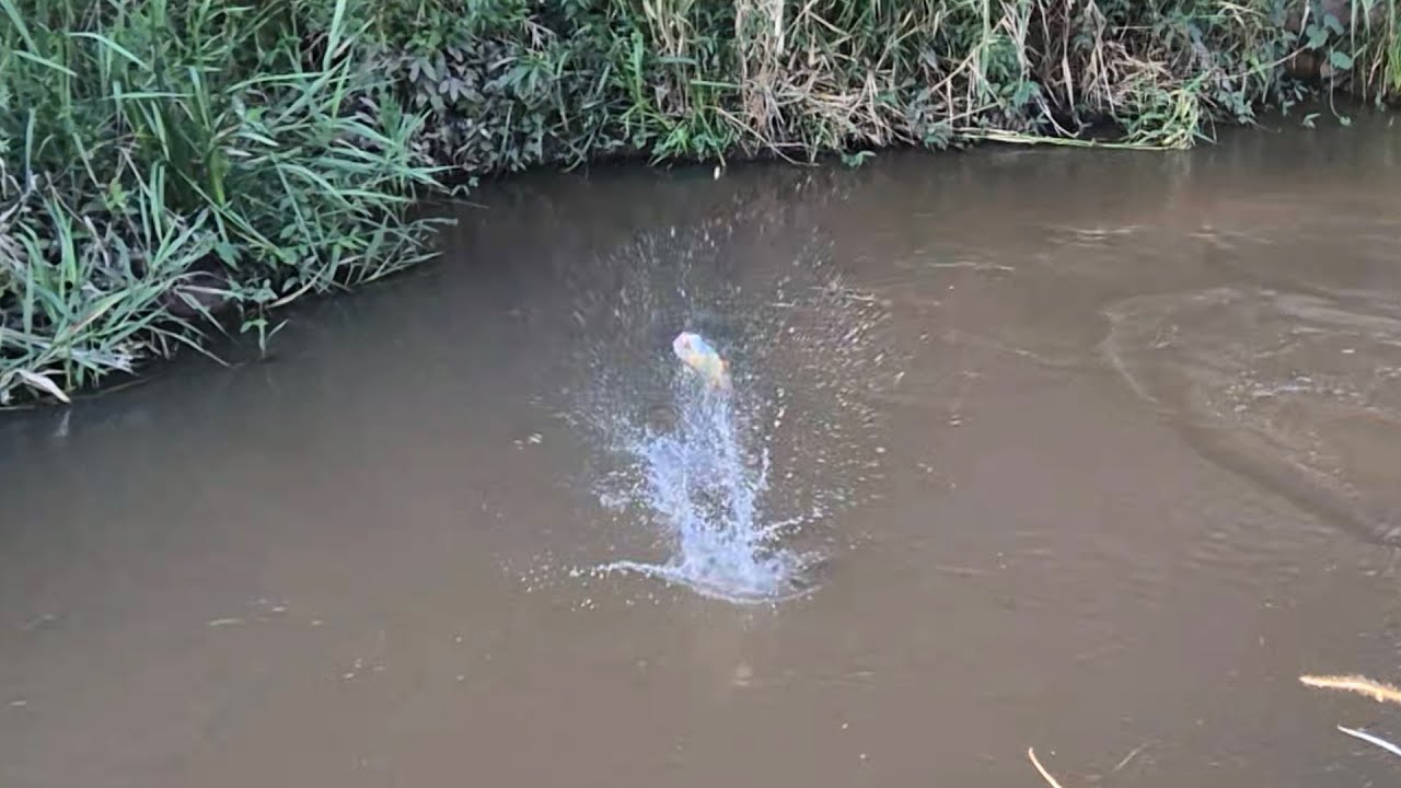 ESSES RIOZINHOS SEMPRE ESCONDEM OS BRUTOS NAS PESCARIAS!!!!