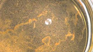 Leidenfrost Effect: Liquid Nitrogen on Glyrcerin
