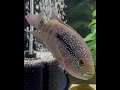 Life is better with fish #fishaquarium #africancichlids #fishtank #myfish