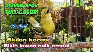 Ocehan cipow gacor terbaik,bikin memancing lawan naik emosi#cipohgacor@cipowgacorofficial7418