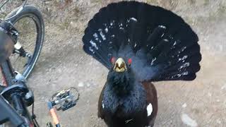 Capercaillie displays and attacks cyclist near Aviemore 2019 mp4