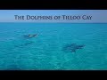 The Dolphins of Tilloo Cay