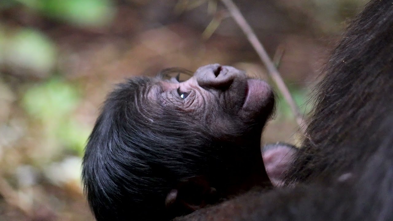 Cleveland Metroparks Zoo Welcomes Baby Gorilla