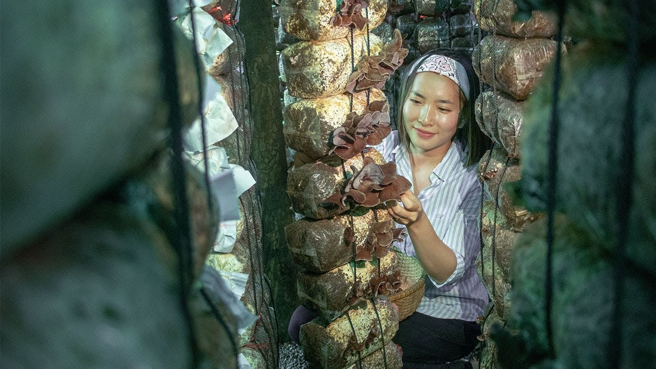 Picked Wood Ear Mushrooms Cooking Wood Ear Mushrooms and Dessert