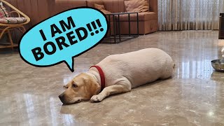 7 Signs Your Labrador Isn’t Getting Enough Exercise! by Labrador Care 6,919 views 2 years ago 3 minutes, 7 seconds