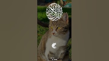 ما تيسر من سورة يونس القارئ عبد الرحمن مسعد #اکتب_شی_تؤجر عليه #اكسبلور #لايك #بودكاست ابراهیم