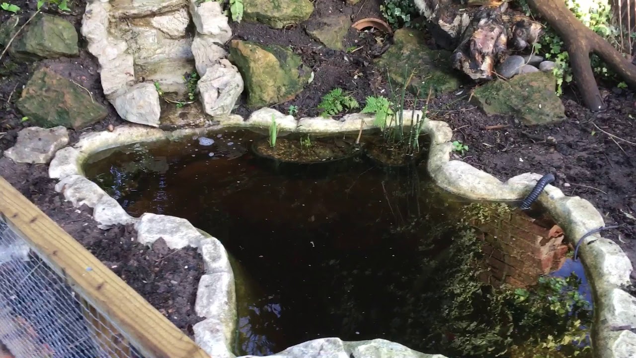 My Goldfish Pond YouTube