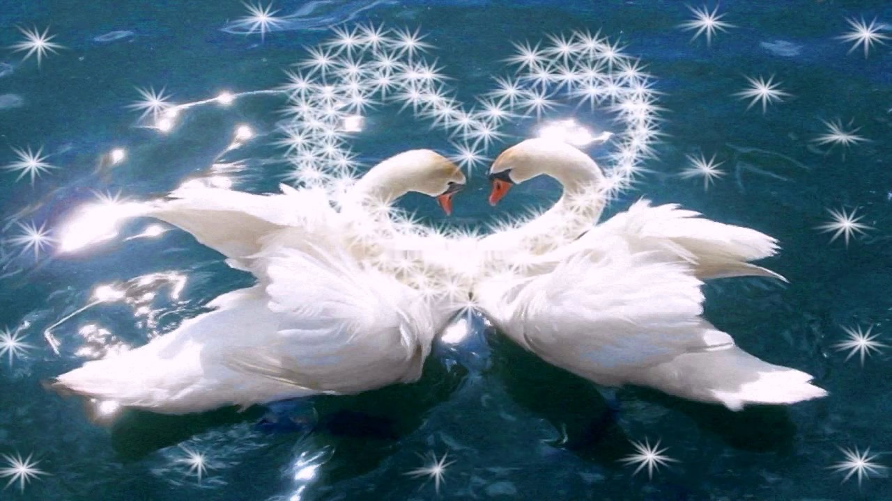 Счастье и верность. Красивые лебеди. Два лебедя. Любовь и лебеди. Лебеди сердце.