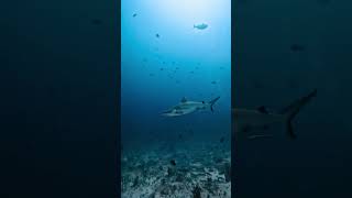 Diving With Sharks!