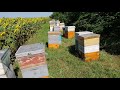 Пчеловодство 2021 засуха ставит на колени(((