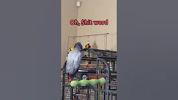 You can’t tell me Gizmo doesn’t know what he is saying!! 😂🤬 #talkingparrot