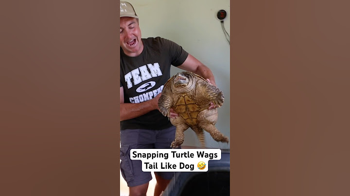 Snapping Turtle Wags Tail Like Dog 🤣#shorts #turtle