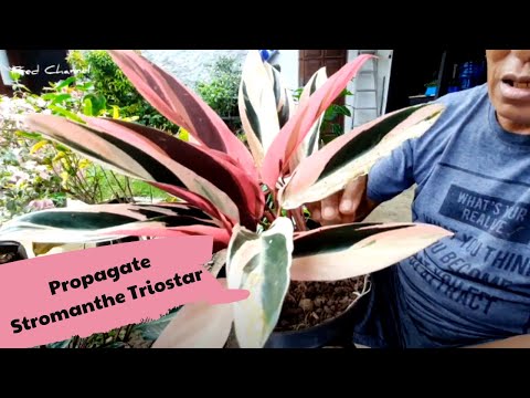 Video: Tentang Tanaman Stromanthe - Tips Menanam Stromanthe Sanguinea