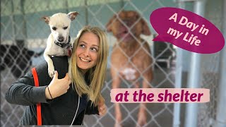 Day in My Life Volunteering at the Animal Shelter (HAPPY!)