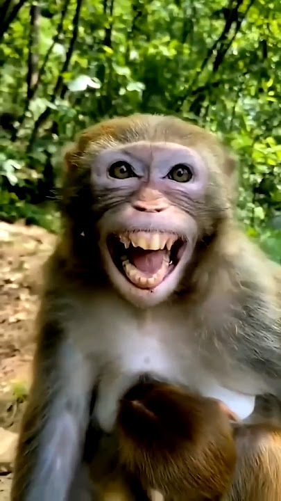 Nakal utarta hai Bandar wali video 🤣 #comedy #monkey #animals #funnymonkey #funnyface