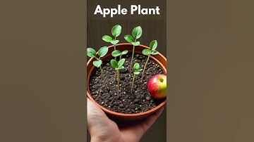 🍎How to grow Apple Plants from seeds at home🌱#appletree