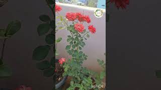 Rose Care Tips..., Dead heading #rose #shortvideo #trending #holisticwellness