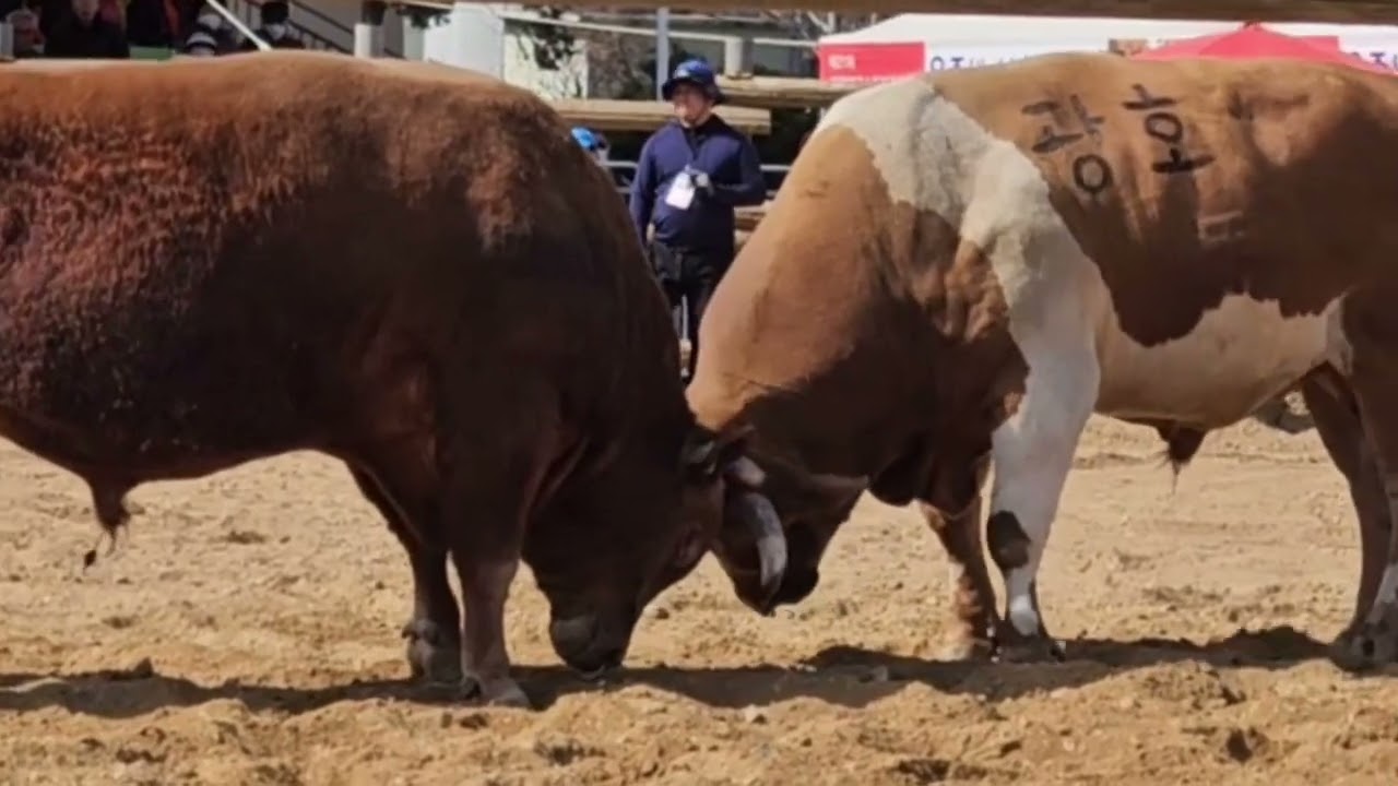 창원 북면에서 소힘겨루기대회. 소싸움기술이 8개... 그래서 대회 참여하는 소를 선수라고 함. 韓国の伝統的な戦い. Korean traditional cow fighting.