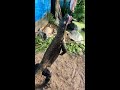 Feeding a Komodo Dragon