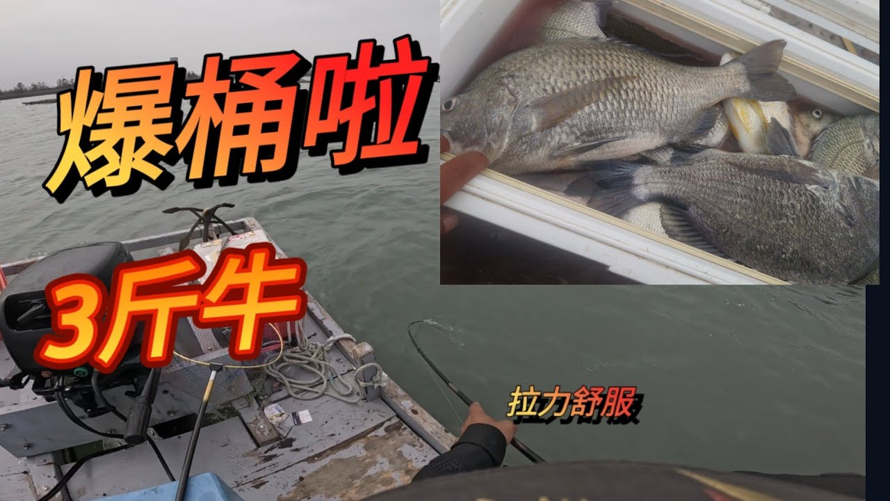 運氣不錯，爆桶啦，3斤牛出水，拉爽爽