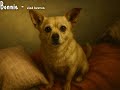 My dog died and I wrote this for her