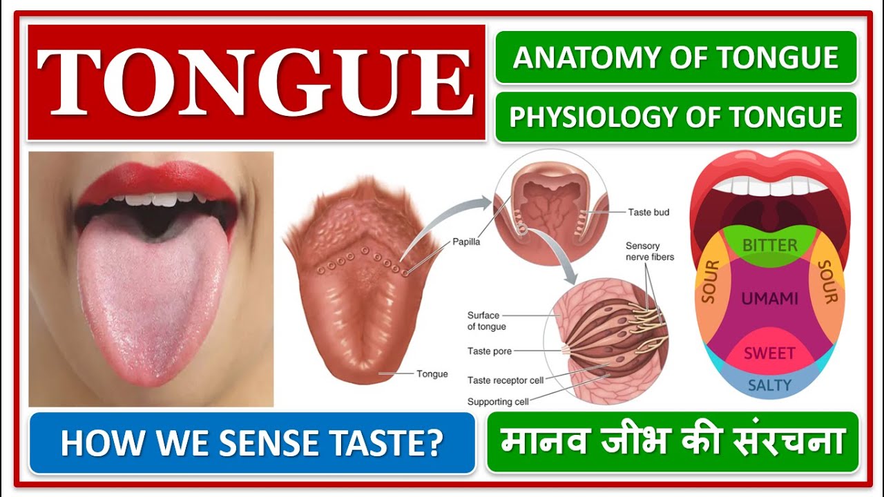 TONGUE, ANATOMY AND PHYSIOLOGY, STRUCTURE, FUNCTION, HOW WE SENSE TASTE