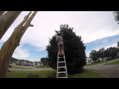 Tree Trimming DIY - Leyland Cypress gone wild, Part 1