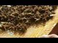 Matire grise les abeilles