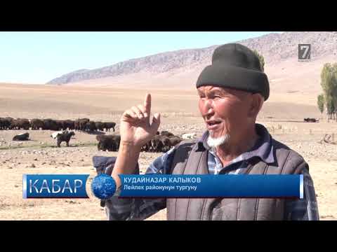 Video: Кантип токойду ижарага алууга болот