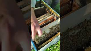 перевірка маток на засів після відбору пакета бджіл.