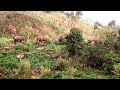 Burungni Mongma song sepangona rebaa || Elephants
