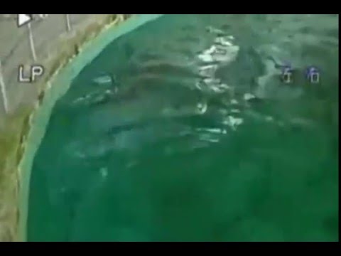 Китайский речной дельфин