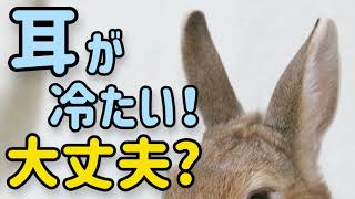 うさぎの耳が冷たい 病気 部屋が寒すぎる 65 うさぎの飼い方vol 31 Youtube