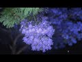 4K Purple Night Blossom 🌙 | Magical Jacaranda Flowers in Soft Light ✨