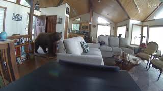 Bear Breaks in Cabin After Knocking Down the Door   1132163
