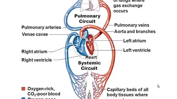 Chapter 18- Cardiovascular System