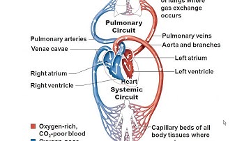 Chapter 18- Cardiovascular System