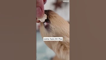 Thumbnail of Guinea Pigs Train their Hooman! 🌱 #shorts