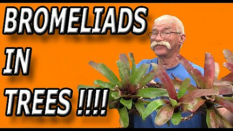 Bromeliads in Trees !!!!! - DayDayNews