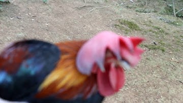 qaib dib qua zoo thiab zoo nkauj heev.....