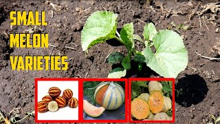 Small Melon Varieties - Best Small Melons