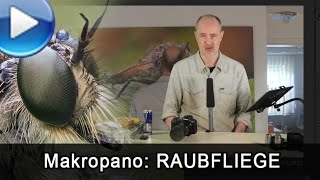 Makropano: Raubfliege als riesigen Print anfertigen! Die Bildentstehungsgeschichte!