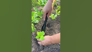 Xẻng làm vườn bằng thép không gỉ để trồng hoa và rau#công cụ nông nghiệp #farming #garden #shorts