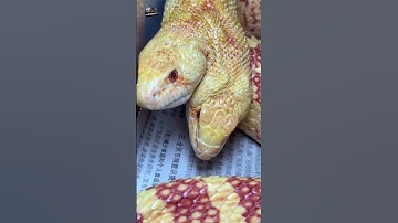 Bay qua Thái gặp rắn 2 đầu #thèmbòsát #shorts