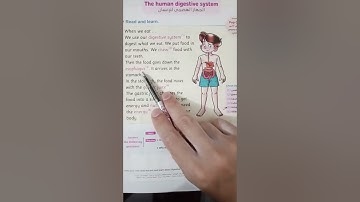 Connect 4    ,unit 1   ,lesson  2                   The human digestive system