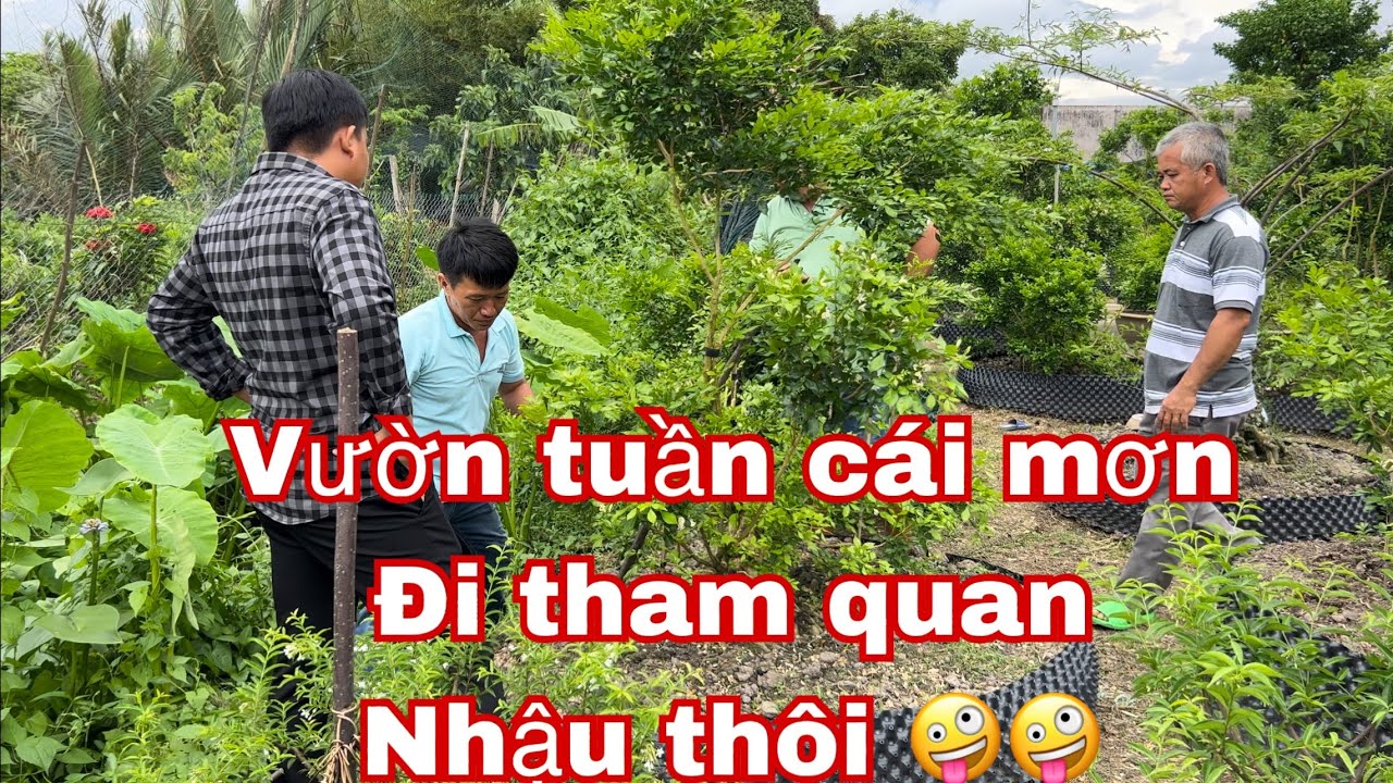 ra vườn bonsai tuấn cái mơn tham quan nhé ace