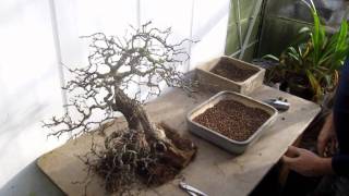 Changing the position of a Hawthorn Bonsai by repotting