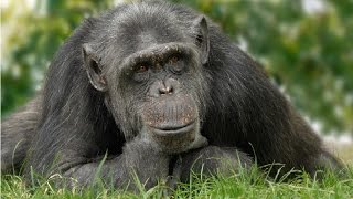 Amazing Facts About Chimpanzees