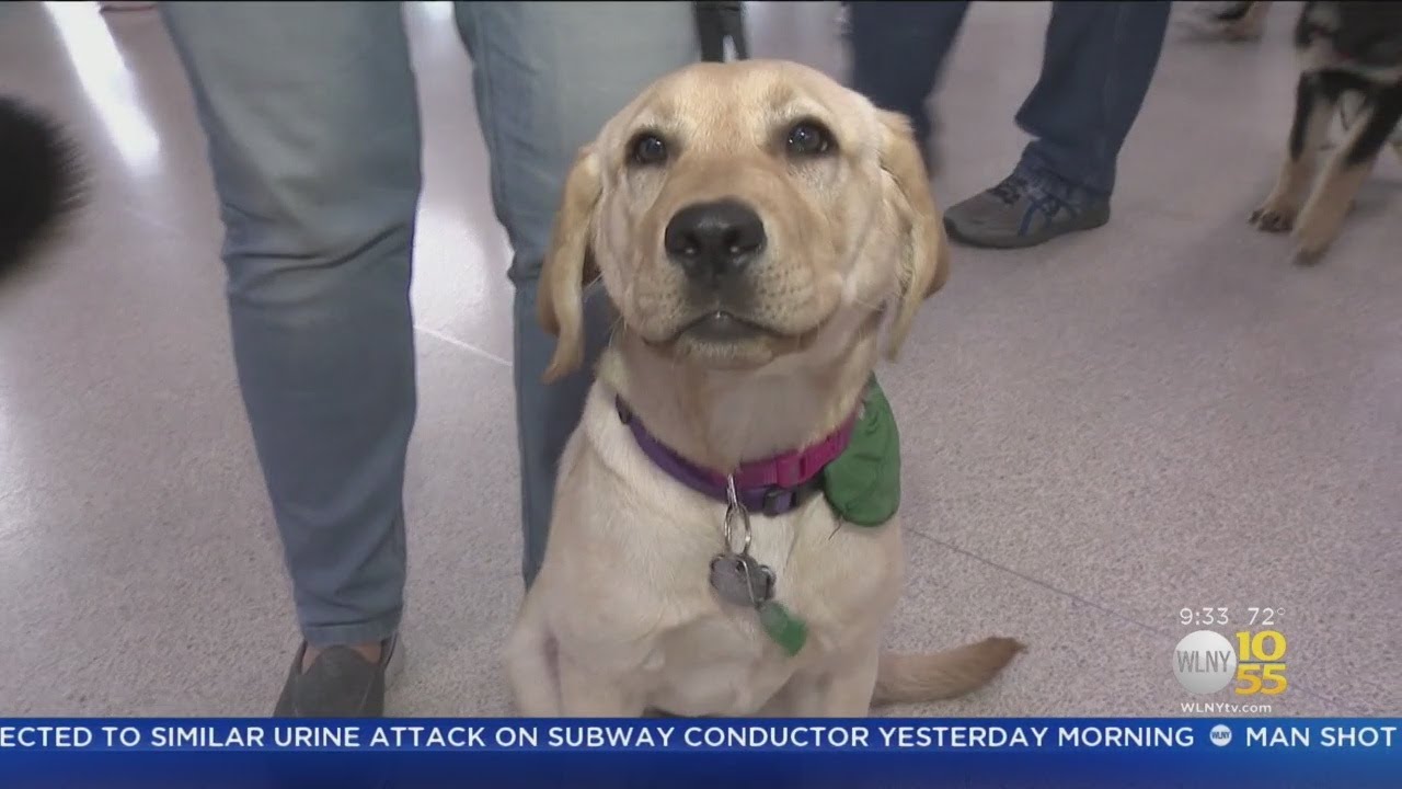SeeingEye Dogs Get Training At Newark Airport YouTube