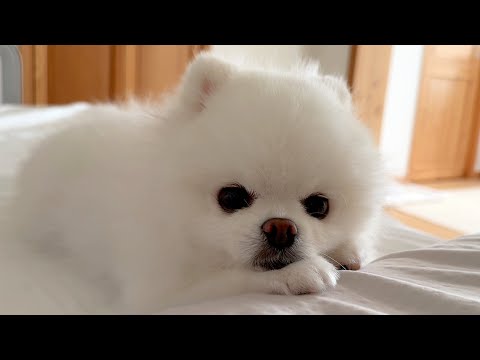 ポメラニアンと一緒に寝ると起こること